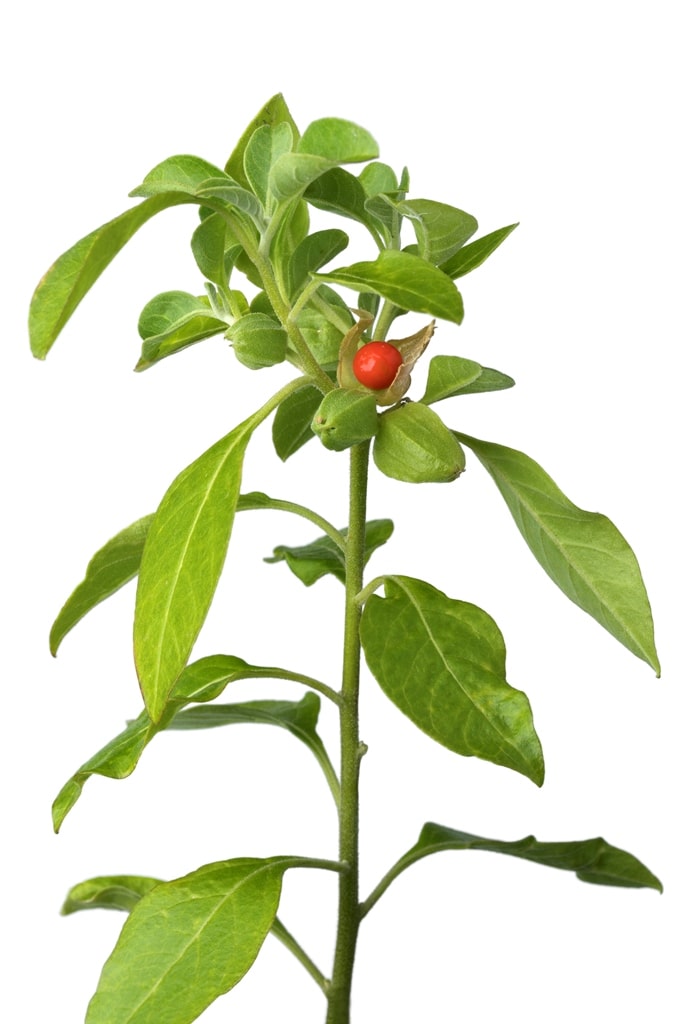 ashwagandha plant met rode bes
